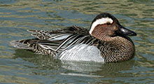 Teals - Garganey